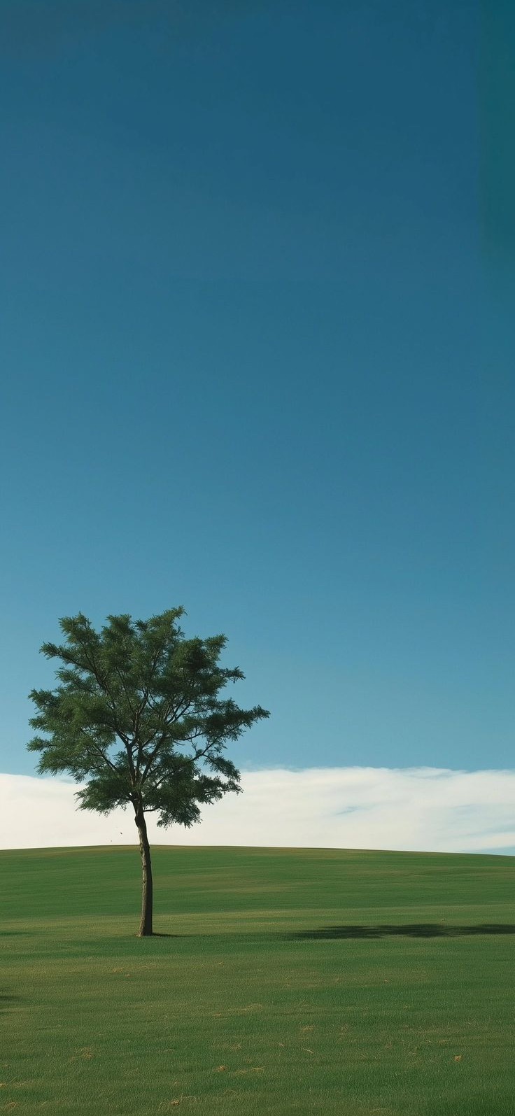 Fond arbre solitaire dans une prairie de l'app Diding